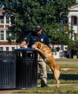 UAPD K9 dog checks a trash can for any dangerous materials.