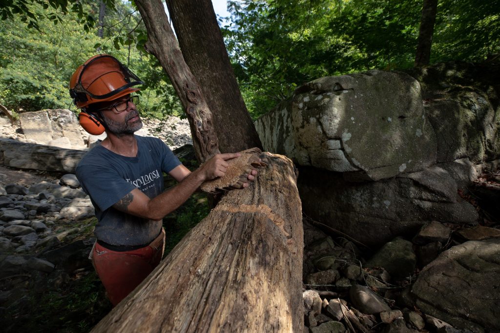 A researcher shows a section of a felled tree he cut out with a chainsaw.